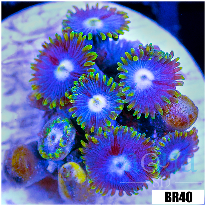 Blowpop Zoanthids