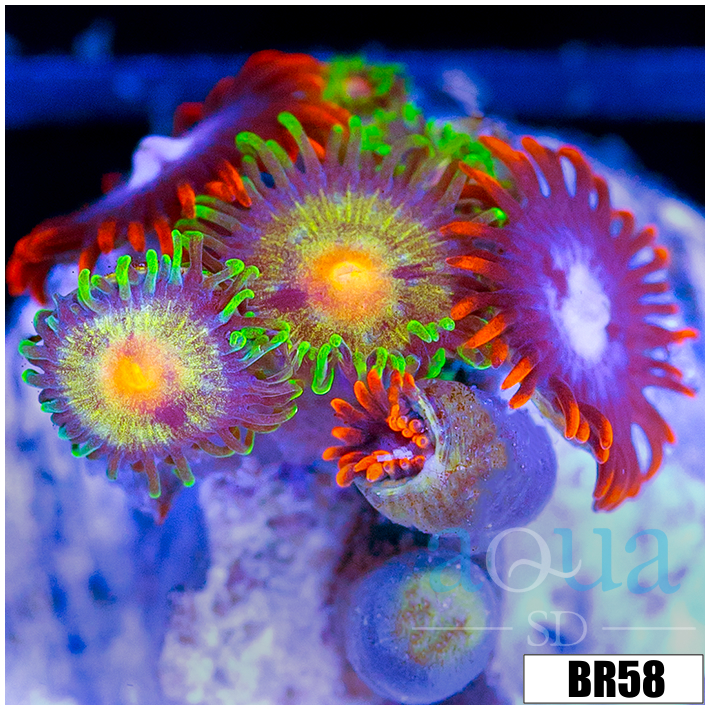 ASD Combo Zoanthids