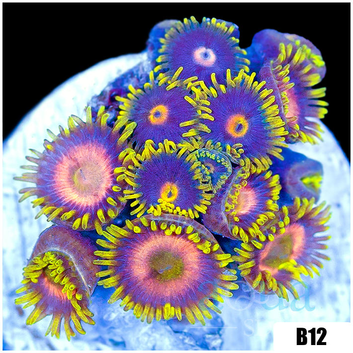 Sunflower Zoanthids