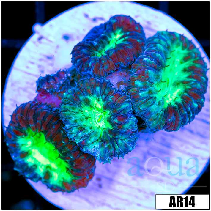 Neon Core Blasto Wellsi