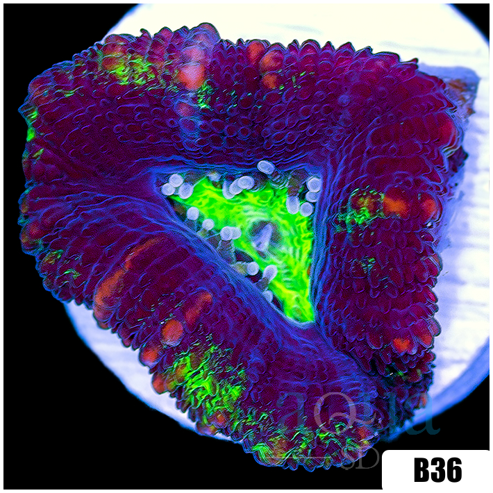 Striped UFO Acan Lord