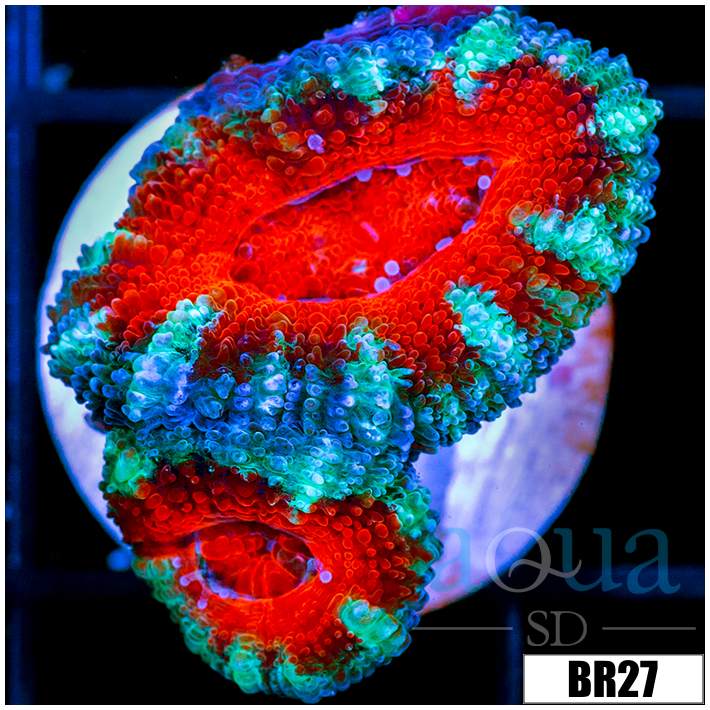 CLEARANCE - Teal Claw Acan Lord