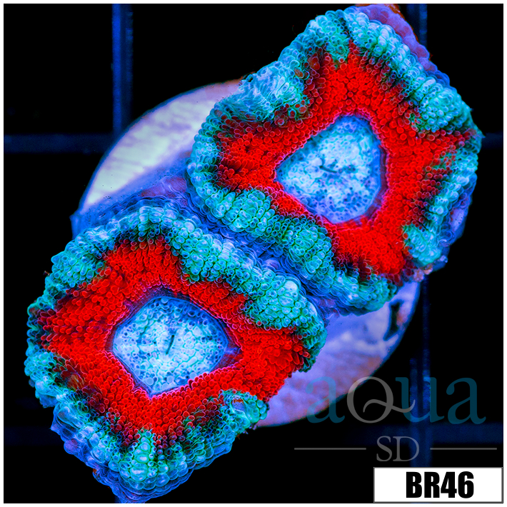 Teal Claw Acan Lord