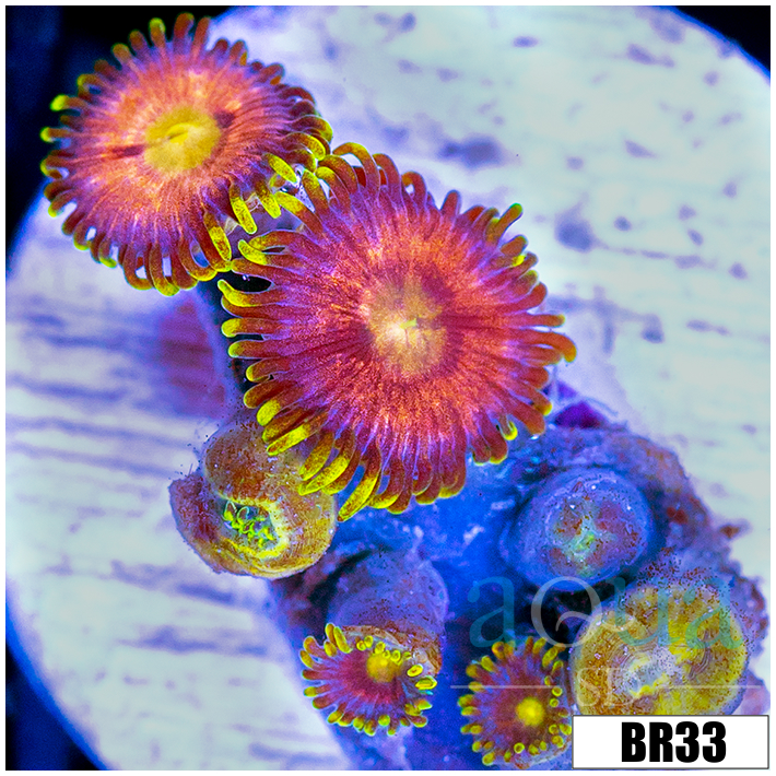 Sunflower Zoanthids
