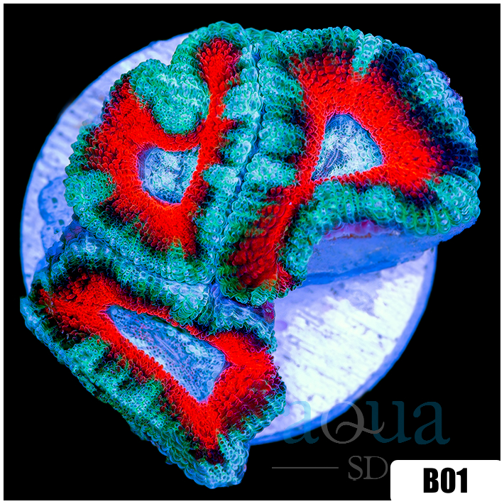 Teal Claw Acan Lord