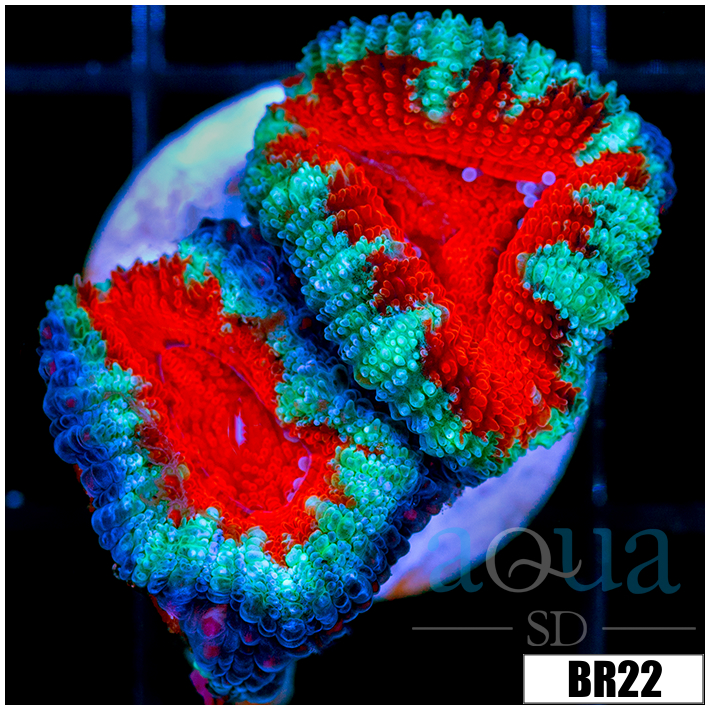 Teal Claw Acan Lord