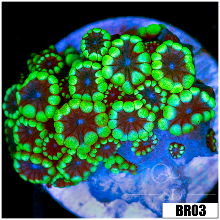 Green Petals Alveopora