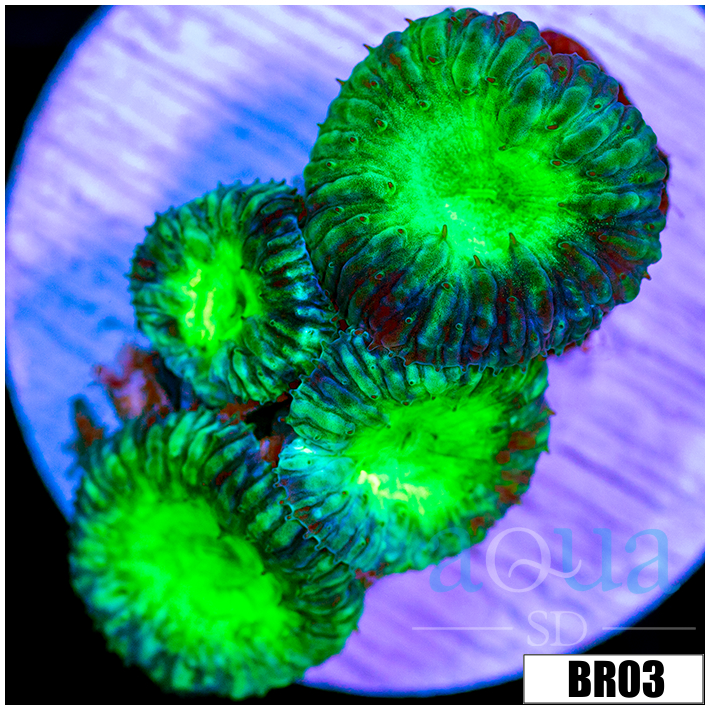 Nuclear Core Blasto