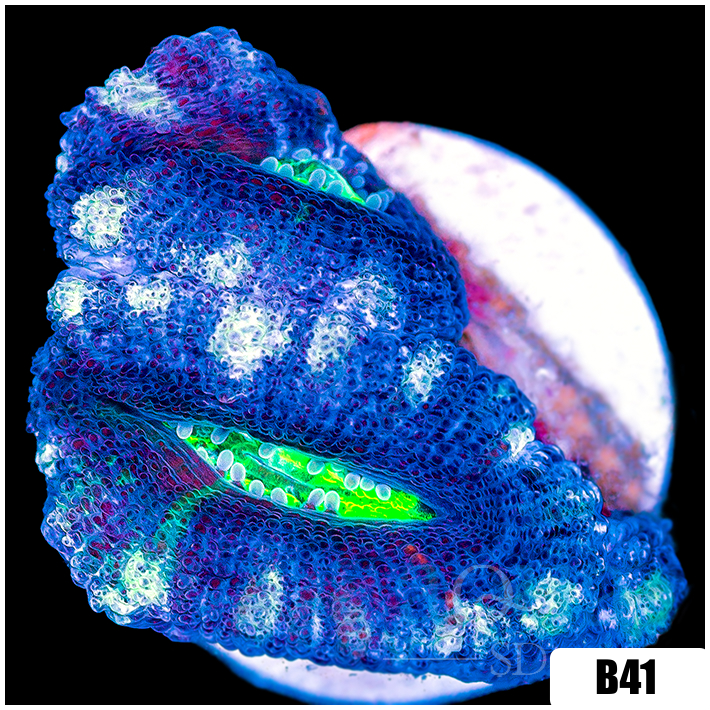 Frosted UFO Acan Lord
