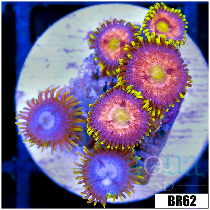 Sunflower Zoanthids