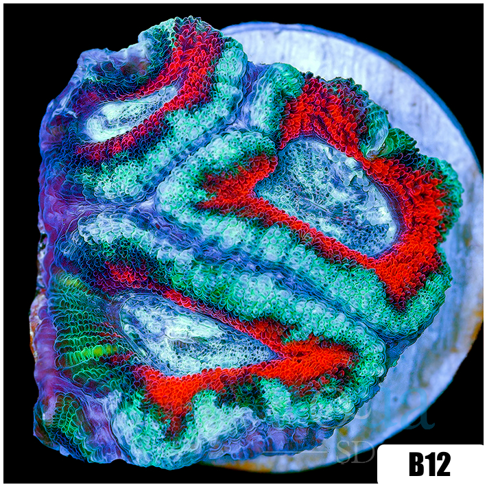 CLEARANCE - Teal Claw Acan Lord