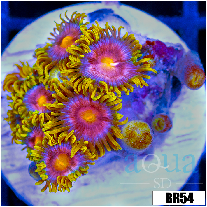 CLEARANCE - Sunflower Zoanthids