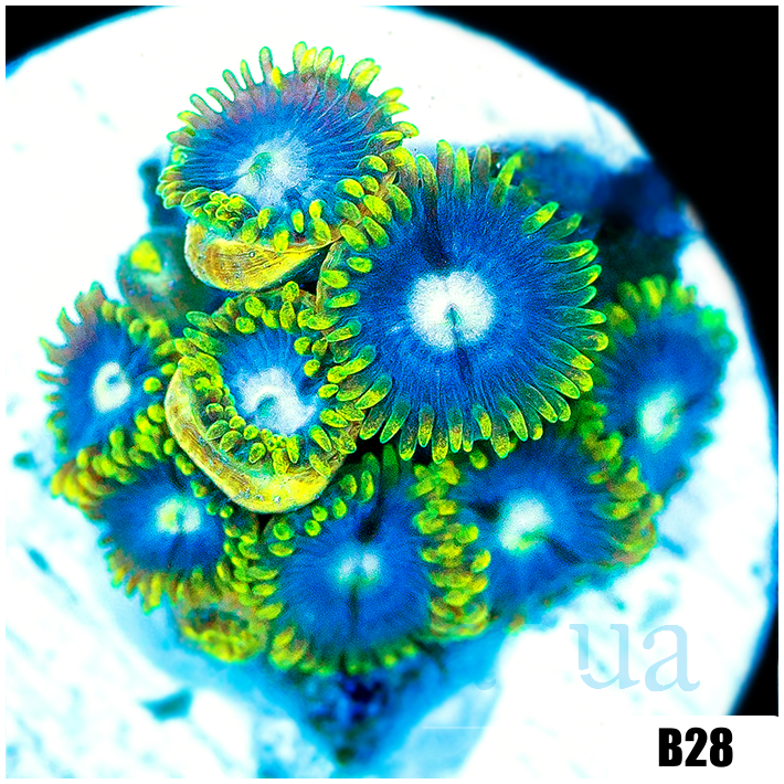 Blow Pop Zoas