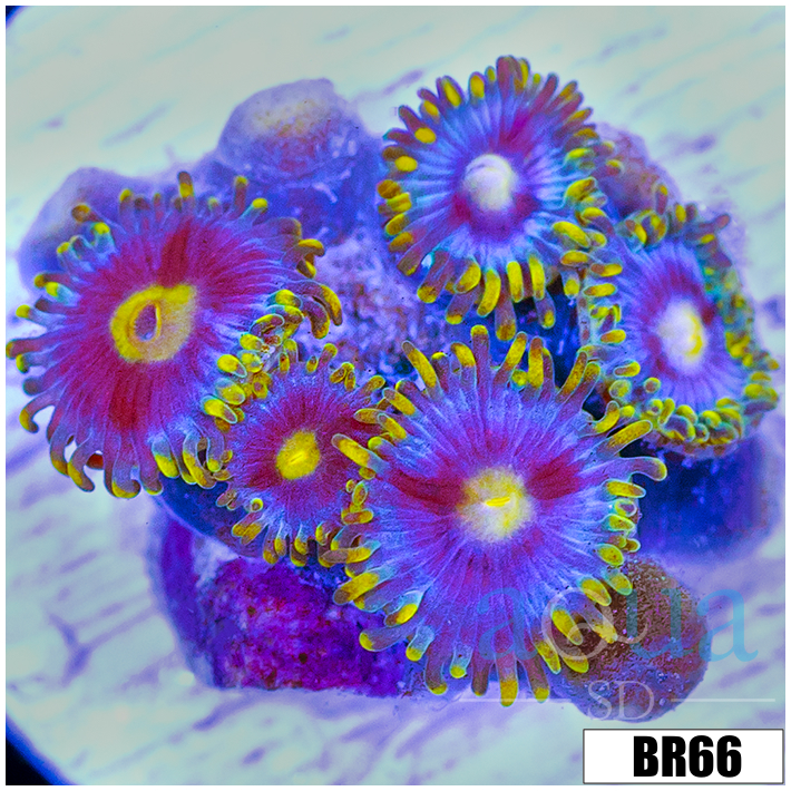Blowpop Zoanthids