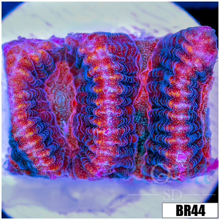 CLEARANCE - Centipede Platy Favia