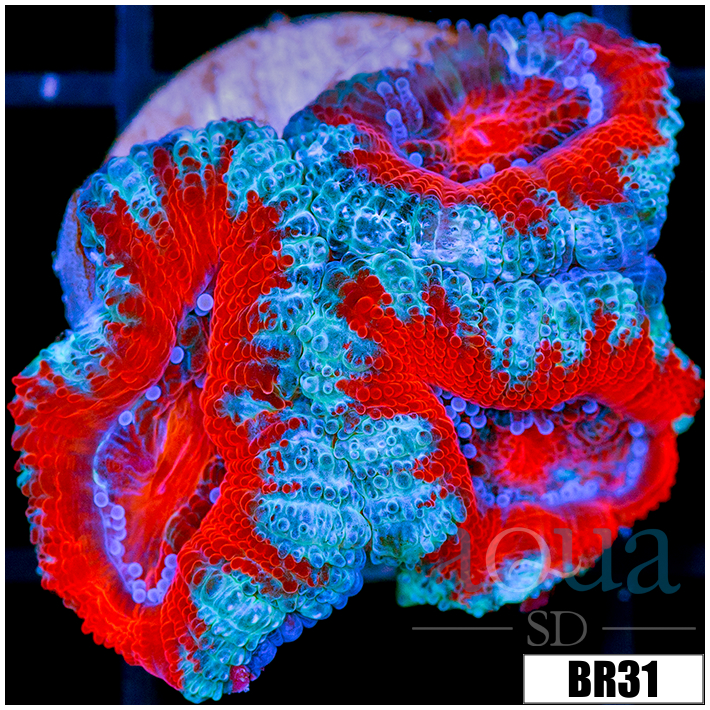 CLEARANCE - Teal Claw Acan Lord