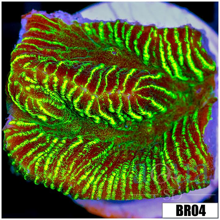 Green Hornet Platy Favia