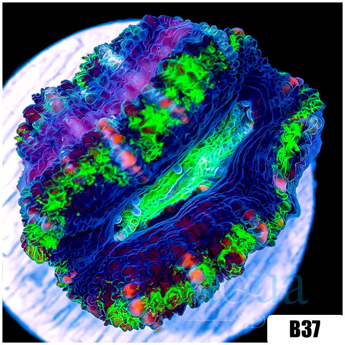 Striped UFO Acan Lord