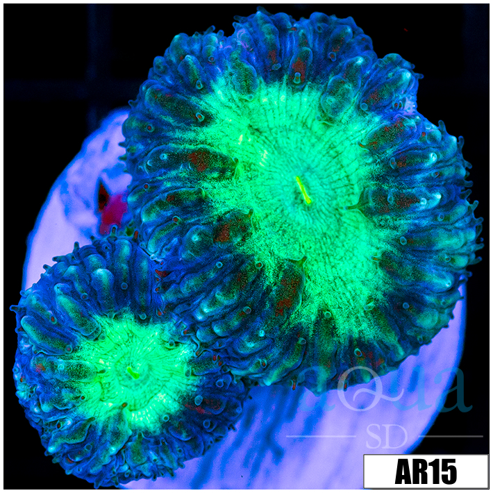 Neon Core Blasto Wellsi