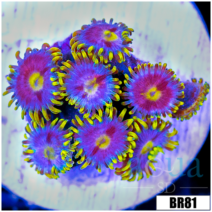 Blowpop Zoanthids