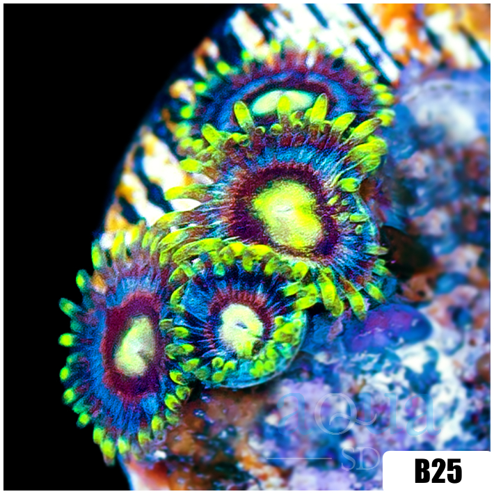 Blow Pop Zoas