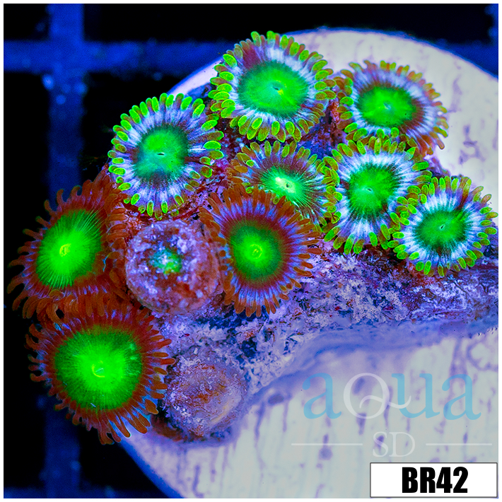 Dragon Eyes Zoanthids