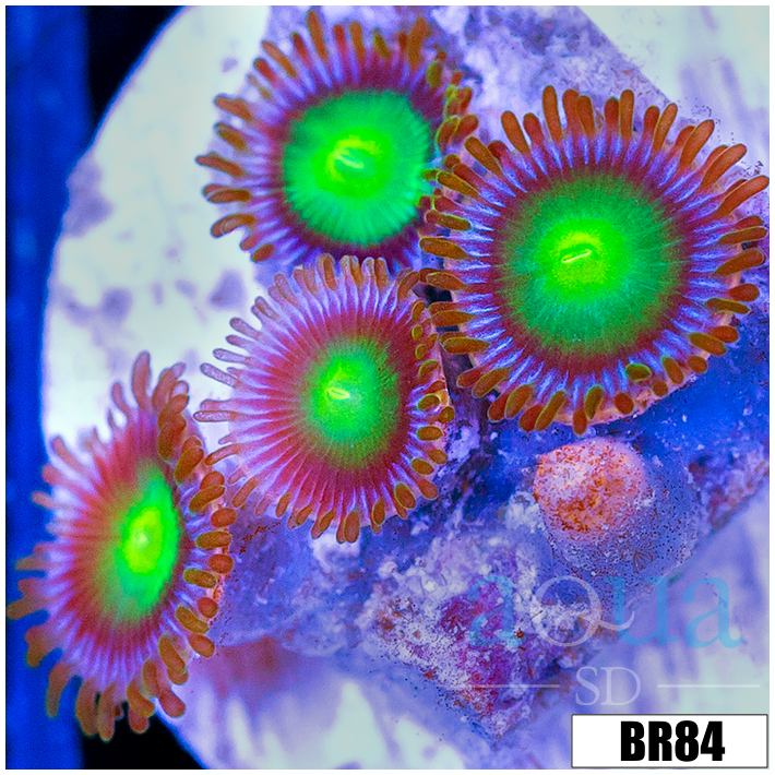 Dragon Eyes Zoanthids