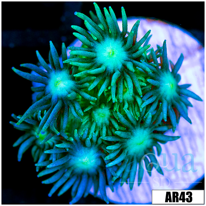 Neon Star Goni