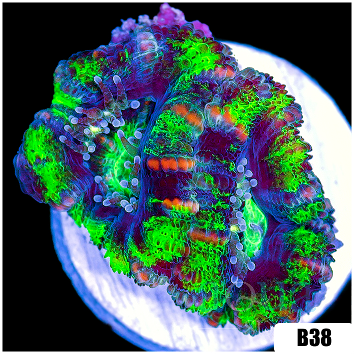 Striped UFO Acan Lord