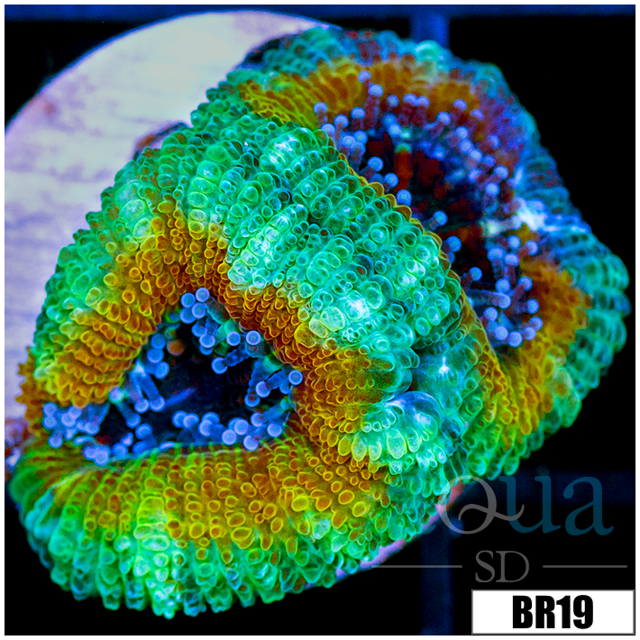 Tropical Blast Acan Lord