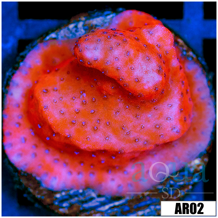 CLEARANCE - Juggernaut Montipora