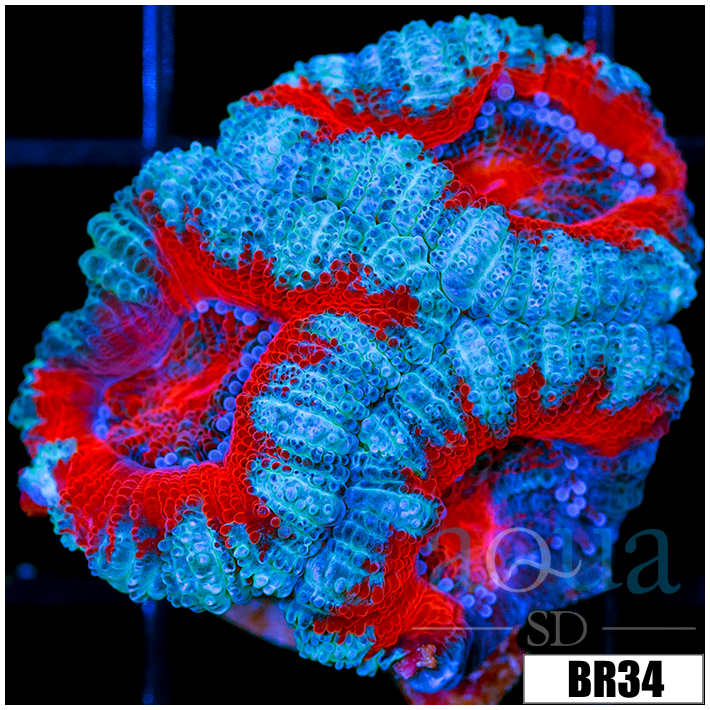 CLEARANCE - Teal Claw Acan Lord