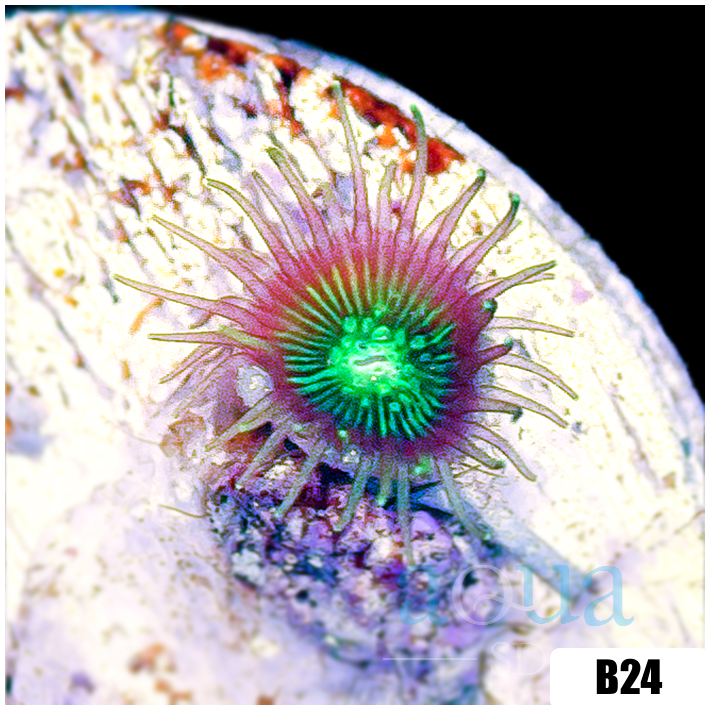 Dragon Eyes Zoas