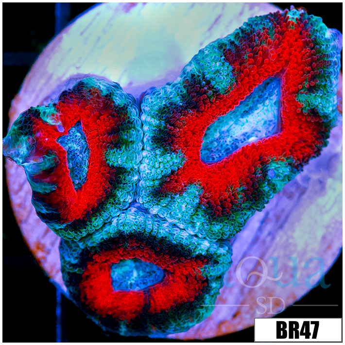 Teal Claw Acan Lord