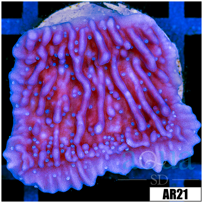 CLEARANCE - Purple Haze Montipora