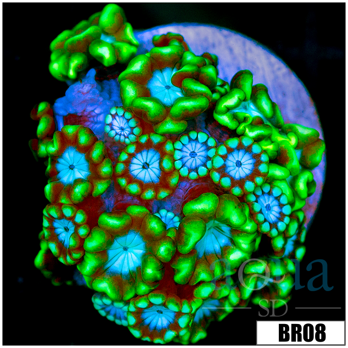 Green Petals Alveopora