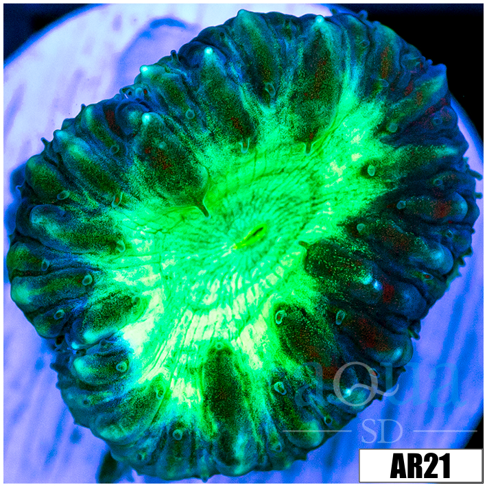 Neon Core Blasto Wellsi
