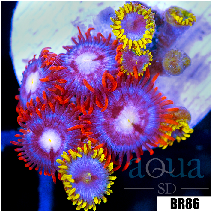 ASD Combo Zoanthids