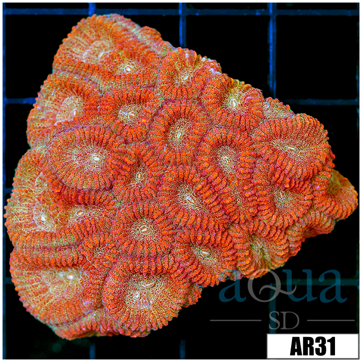Rose Lips Favia Colony