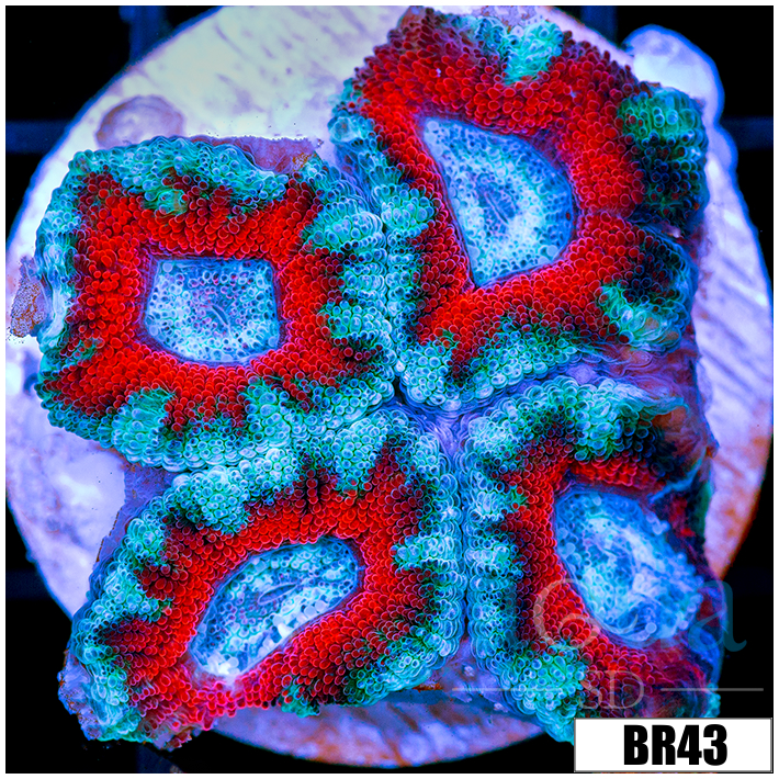 Teal Claw Acan Lord