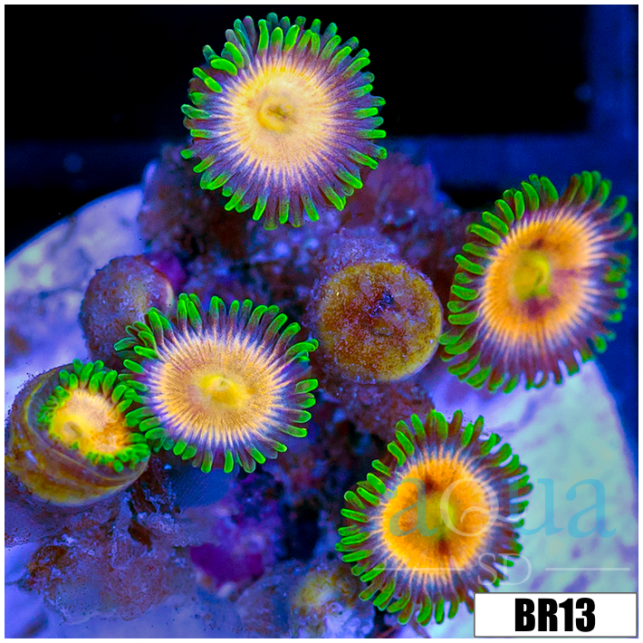 Sunkist Zoanthids