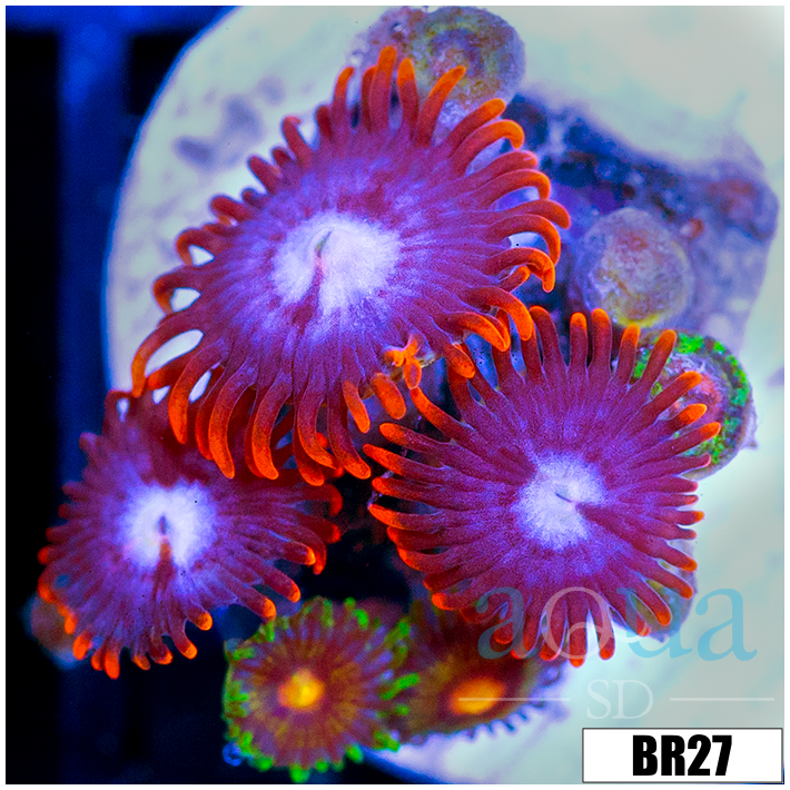 Fire And Ice Zoas