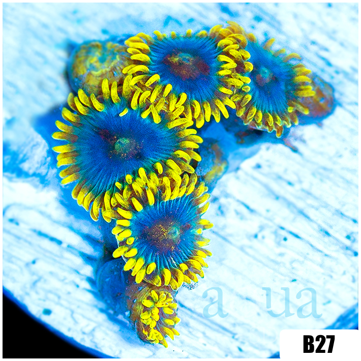 Blow Pop Zoas