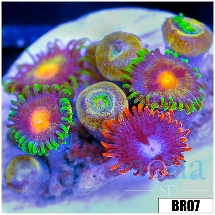 ASD Combo Zoanthids