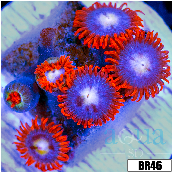 Fire And Ice Zoas