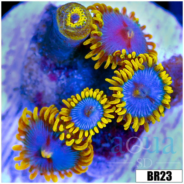 Blowpop Zoanthids