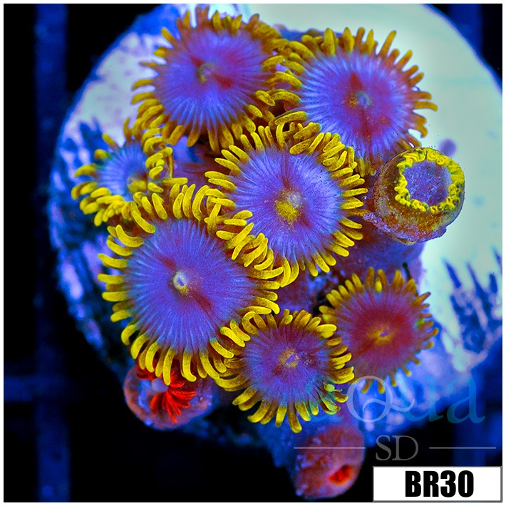 Blowpop Zoanthids