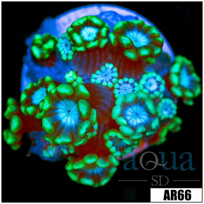Green Petals Alveopora