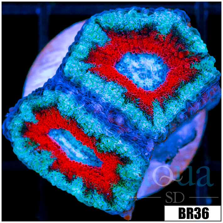 Teal Claw Acan Lord