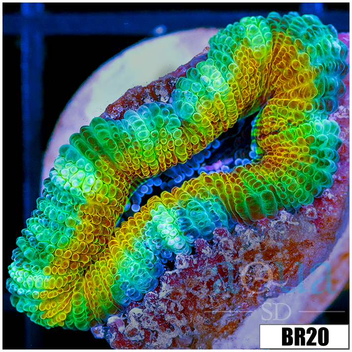 Tropical Blast Acan Lord